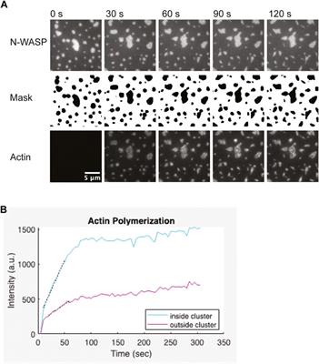 Reconstitution of Phase-Separated Signaling Clusters and Actin Polymerization on Supported Lipid Bilayers